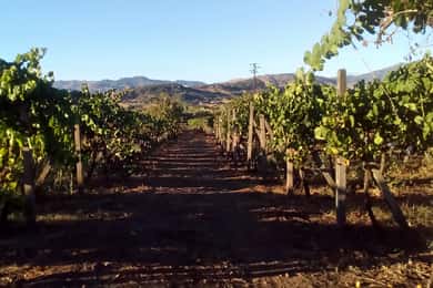 Vanuit Taormina: Etna wijngaarden Tour in kleine groep