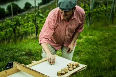 Stuttgart: Geführte Tour durch die Weinberge