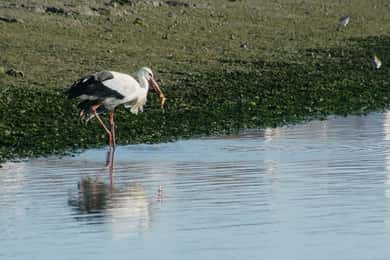 Faro: Observação de Aves da Ria Formosa em Barco Solar