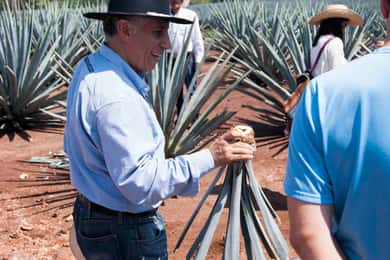 Vanuit Guadalajara: Piramides & Jose Cuervo Tequila Tour