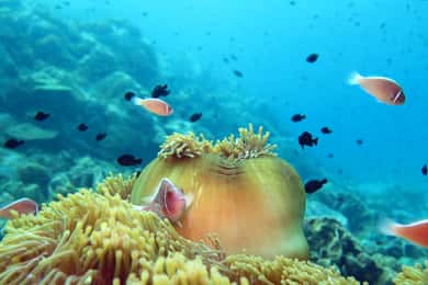 Koh Kood or Koh Rang: Snorkeling Day Trip with Buffet Lunch