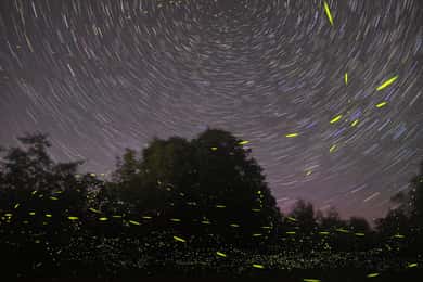 Puerto Princesa: Firefly Watching Bay Cruise with Dinner