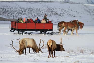 Jackson: Grand Teton and National Elk Refuge Winter Day Trip
