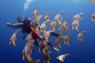 From Koh Kood: Certified Dive Trip
