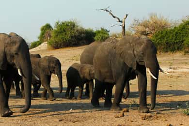 Kasane: Chobe National Park Full-Day Game Drive Safari