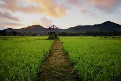 Koh Yao Noi: The Local Way of Life Eco Half-Day Tour