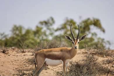 Agadir: Tour de medio día por la fauna del Parque Nacional de Souss