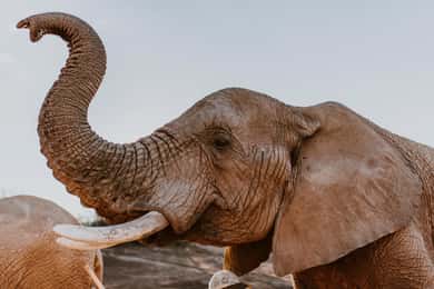 ケープタウン：サファリとラグジュアリー・ステイを楽しむ野生動物ツアー2日間