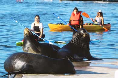Marina Del Rey: Kajak- og paddleboardtur med søløver