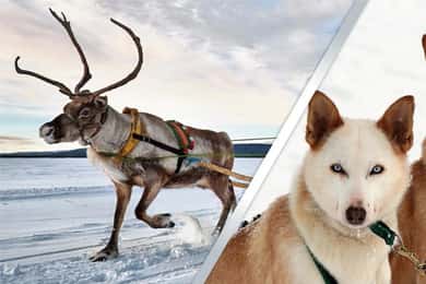 Levi: Laplands rensdyr- og husky-safari