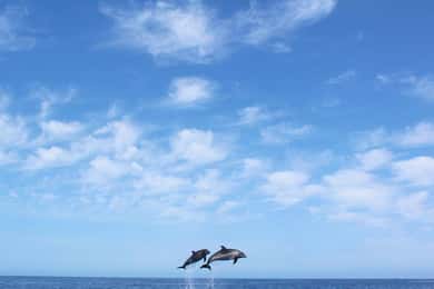Madeira: 2,5 uur durende walvis- en dolfijncruise