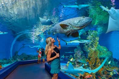 Hôpital des tortues de l'aquarium de Cairns et visite touristique de la ville