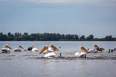 Danube Delta - 2-Day Tour from Bucharest