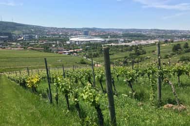 Stuttgart: Wine Tour with wines of the best winemakers
