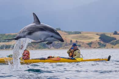 Kaikoura: Half-Day Wildlife Kayaking Tour