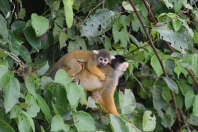 Puerto Maldonado: 4-dagars tur i regnskogen Tambopata