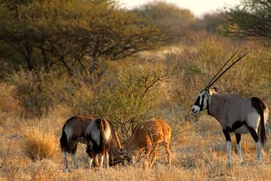 From Maun: 3-Day Central Kalahari Game Reserve Safari Tour