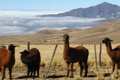 Tucumán: Tafí del Valle Full Day Tour