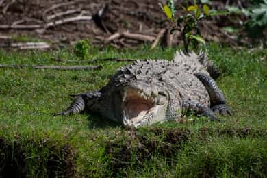 Från San José: Carara nationalpark och rundtur i Tárcolesfloden