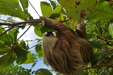 Puerto Limón: Visita a la ciudad y al Parque Nacional de Cahuita