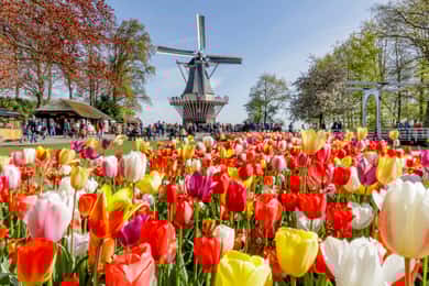 Brüssel: Holland Keukenhof & Kinderdijk – Geführte Tagestour
