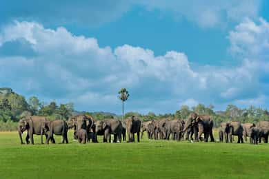 Minneriya National Park Private Safari