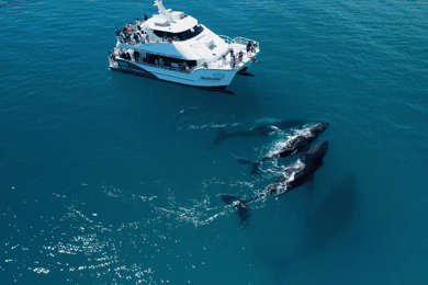 Hervey Bay: Half-Day Whale Watching Cruise with Meal
