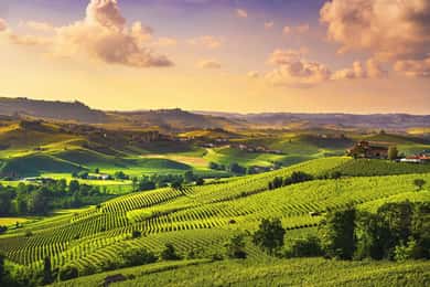 Turim: Langhe Wine Tour com Traslados Privados e Almoço