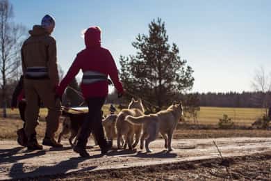 Ab Tallinn: Husky Park Tour mit Cani-Cross-Wanderung