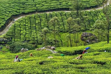 Kerala: tour di 3 giorni della stazione collinare di Munnar con hotel