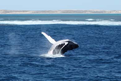 Coral Bay : Expérience de 3 heures d'observation des baleines