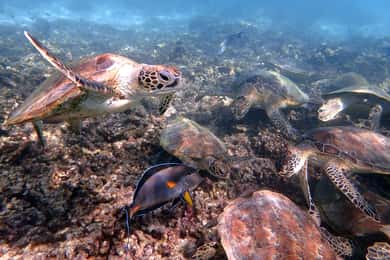 Tour pomeridiano di snorkeling delle isole Dimaniyat