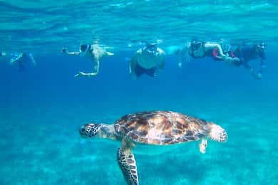 Caye Caulker: Hol-Chan Snorkeling & San Pedro Island Visit