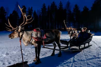 Rovaniemi: Apukka Rentier-Schlittenfahrt bei Nacht