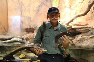 Autobus hop-on hop-off, Crocosaurus Cove e ingresso RFDS