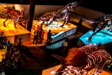 Houston: 1-Day or 3-Day Museum Pass