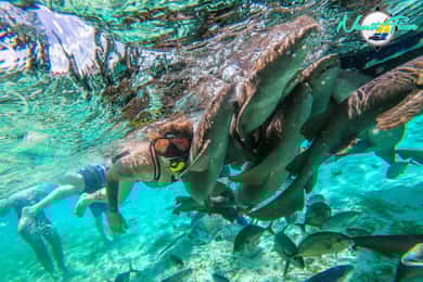 Caye Caulker: Hol Chan Marine Reserve Small-Group Tour
