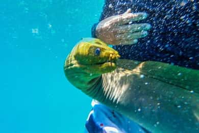 Caye Caulker: Local Reef Half-Day 3-Stop Snorkeling Tour