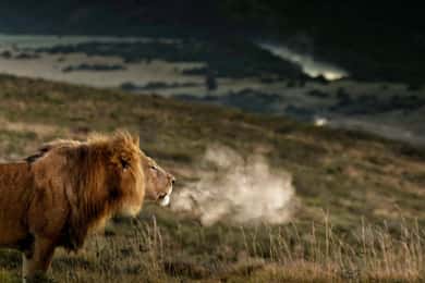 Port Elizabeth: 2-Day Addo Elephant Park Safari
