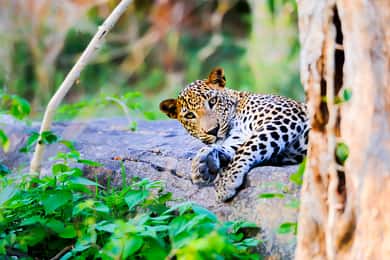 Anuradhapura: Safari privado de dia inteiro no Parque Nacional de Wilpattu