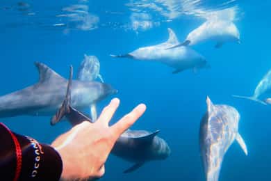 Adelaide: 4-Hour Swimming with Dolphins Experience