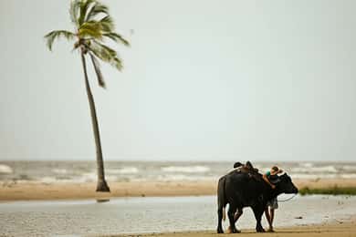 Belém: Excursión de un día a la isla de Marajó con visita a una granja de búfalos