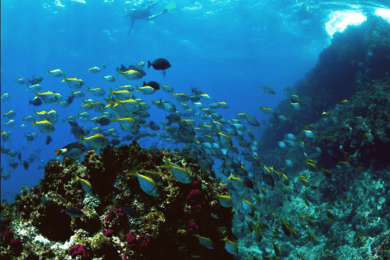 Byron Bay: Nguthungulli Julian Rocks Snorkeling Tour