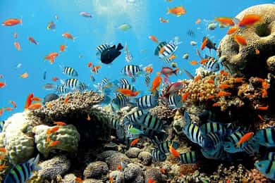 Oost-Bali: Dagtrip snorkelen, canyoning en watervallen