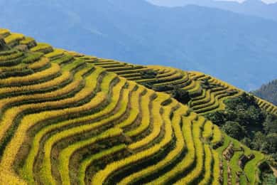 Visite privée sur mesure : 2 jours dans les rizières en terrasses de Longji