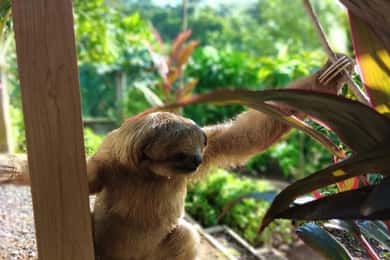 Roatán: Private Monkey and Sloth Sanctuary Tour
