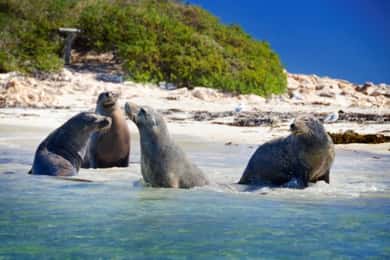 Rockingham: Shoalwater Islands Tour and Penguin Island