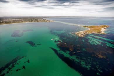 Rockingham: Shoalwater Islands Tour and Penguin Island