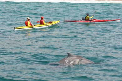 Plettenberg Bay: Geführte Seekajaktour
