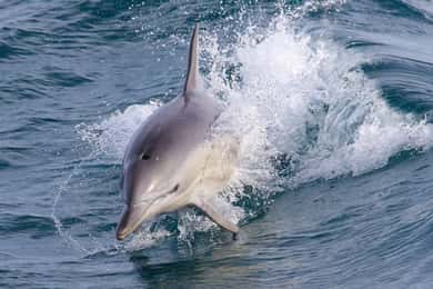 Ilha Philip: Cruzeiro com golfinhos e baleias
